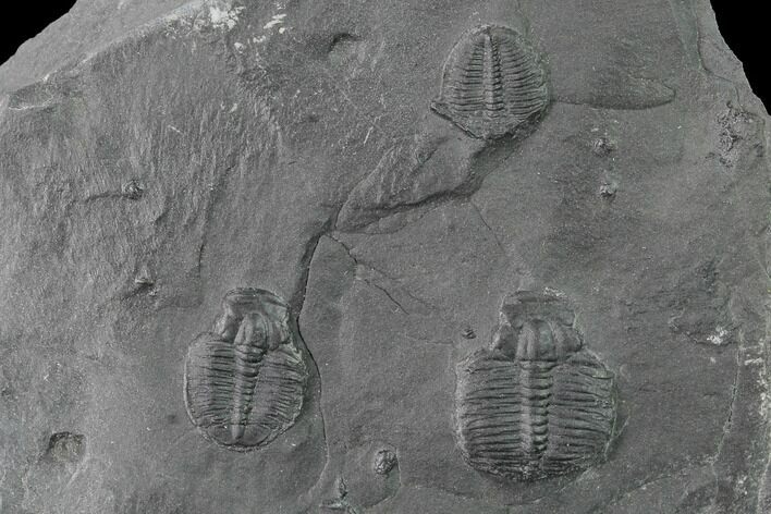 Three Elrathia Trilobite Molt Fossils - Utah - House Range #139611